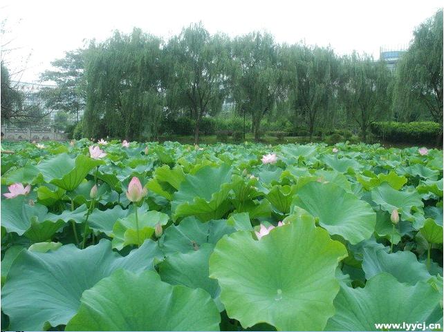 苏州旅游与财经高等职业技术学校 校园风光简介