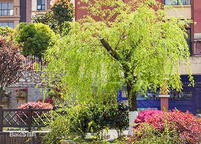 贵阳幼儿师范学校学校美景